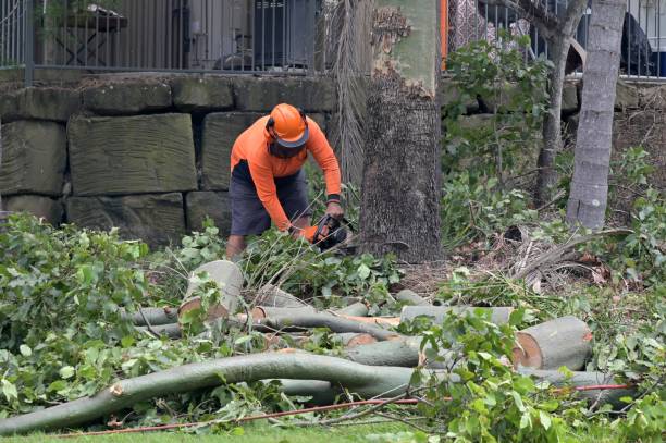 Trusted Ames, TX Tree Care Services Experts